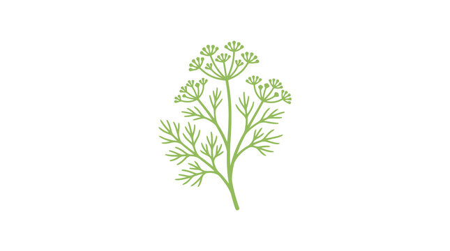 Dill herb branch vector illustration on white.