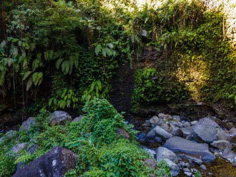 Aerial view of Rocky River with Pristine Waters Flowing Between Dense Forest Trees Covered with Moss and Vines in Indonesia. 