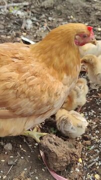 chicken in the farm