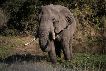 Elefante 1 © Mikel