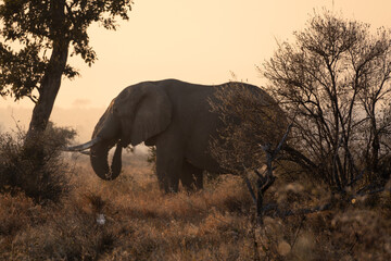 Elefante 3 © Mikel