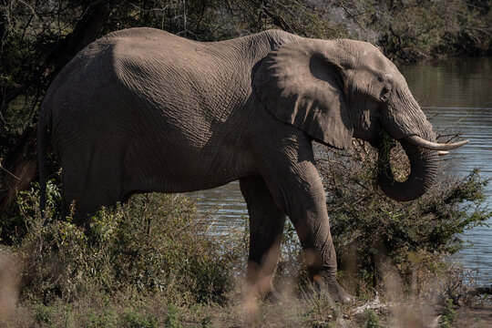 elefante 2