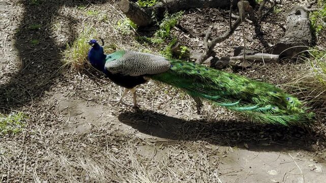Male peacock walking across sunlit ecopark floor, long iridescent tail feathers