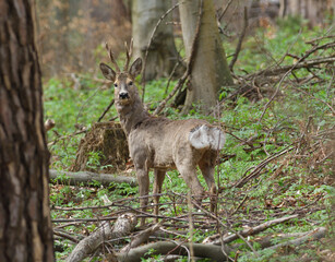 Roe deer grazing grass in the  springtime  © Pavol Klimek