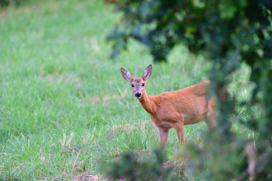 Portrait of roe deer on the  pasture 