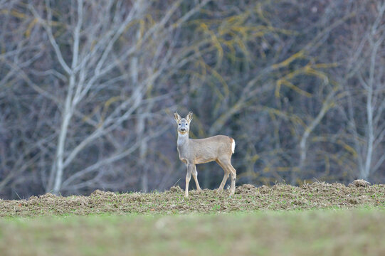 Fawn deer in the meadow in the early spring 