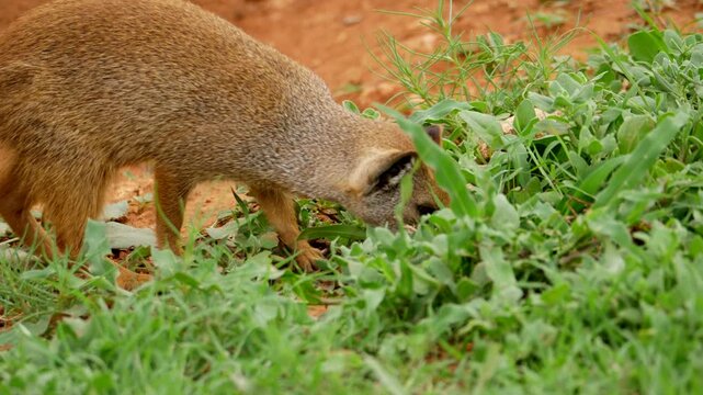 Yellow mongoose foraging in natural habitat and looking around on sandy ground.