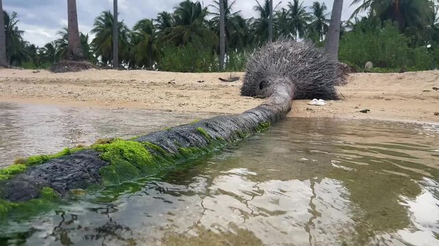 Shell covered tree trunk with green algae on sandy beach
