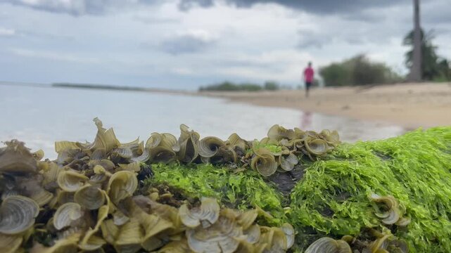 Green algae and bivalve shells covering a coastal tree trunk