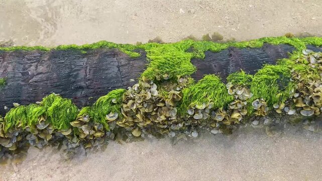 Dense bivalve shell colony on shallow sandy seabed