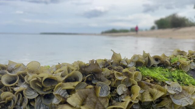Bivalve shells and green algae along a tropical beach shoreline