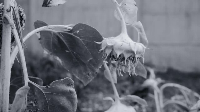 Black and white close-up of wilting sunflowers in a garden. The image features a grainy, vintage film texture and shallow depth of field, capturing the melancholic beauty of fading nature and autumn.
