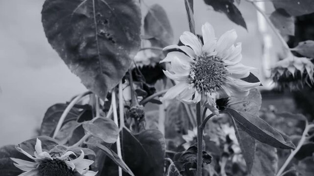 Black and white close-up of wilting sunflowers in a garden. The image features a grainy, vintage film texture and shallow depth of field, capturing the melancholic beauty of fading nature and autumn.