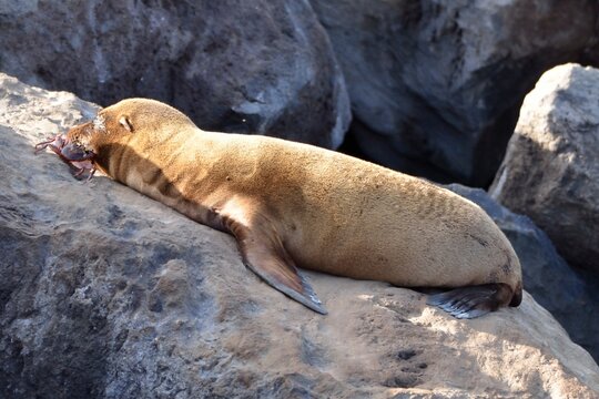 Young Galapagos sea lion resting on a large rock with a red crab nearby its head, San Cristobal, Galapagos Islands, Ecuador
