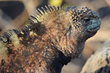 Detailed profile portrait of a marine iguana head showing textured scales and crest, San Cristobal, Galapagos Islands, Ecuador © Christian