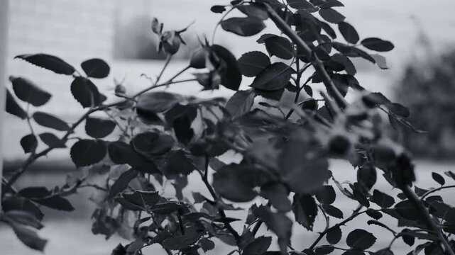 Black and white close-up of a thorny branch with dark leaves against a blurred background. The image features a gritty film grain texture, creating a moody, vintage, and atmospheric natural scene.