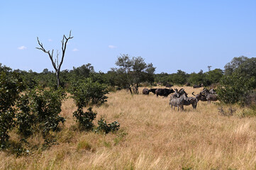 African Wildlife in Savanna Landscape © Mathis