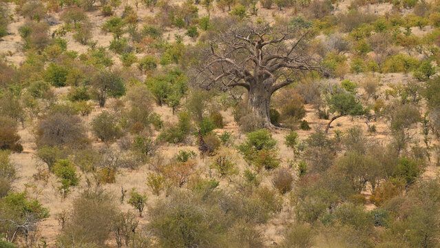 African Baobab Tree in Natural Landscape