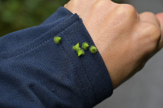 服の袖にくっついたひっつき虫（種子散布・動物付着散布・ハエトリソウの実・自然観察）