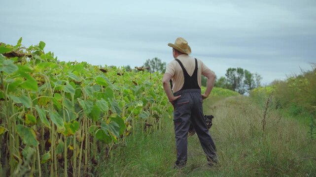 Farmer surveys sunflower field with relaxed stance and hands on hips as black dog circles behind. Working man in straw hat stands in rural crop rows, focused and steady under cloudy sky.