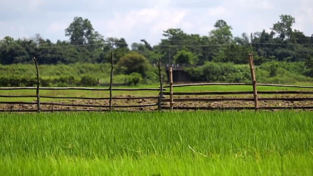 A scenic rural landscape featuring a lush green paddy field in the foreground, bordered by a traditional rustic wooden fence.