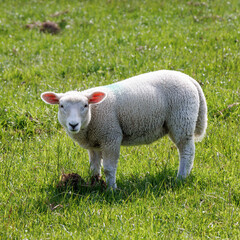 Young lamb looking toward the camera in green grass © snapboysimon