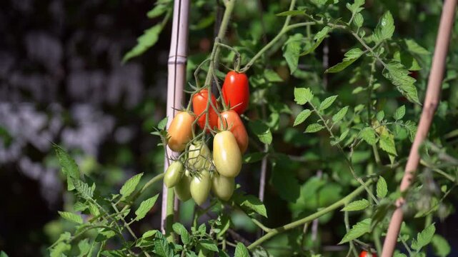 Tomatoes, from green to red, growing in a vegetable garden. Vegetable garden concept highlighting sustainable and healthy, homegrown food.
