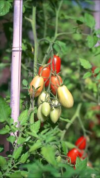 A bunch of fresh red, orange and green cherry tomatoes growing in an organic vegetable garden. Vertical format