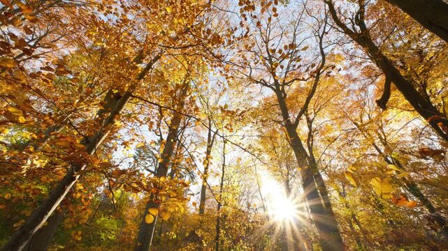 Orange leaves on branches of deciduous beech trees moving in the wind on a sunny autumn day, with the sun in the background