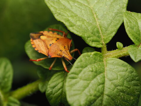 Chinche apestosa o de escudo (Pentatomidae) de llamativos tonos naranjas reposando sobre verdes hojas. Una imagen vibrante de la vida silvestre y la biodiversidad en la naturaleza.