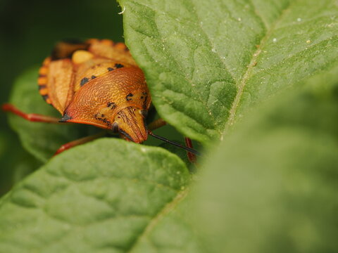 Chinche apestosa o de escudo (Pentatomidae) de llamativos tonos naranjas reposando sobre verdes hojas. Una imagen vibrante de la vida silvestre y la biodiversidad en la naturaleza.