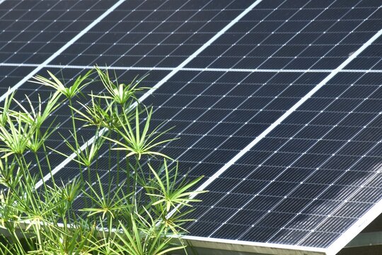 solar cell and sacred lotus leaf on branch wayer lily in park on sunny day  
