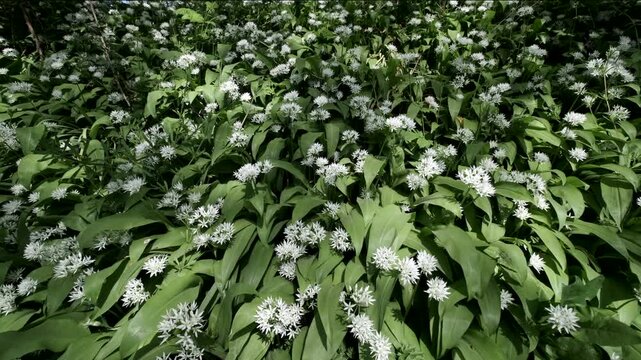 Field of blooming wild garlic flowers in a lush green forest clearing during spring season.