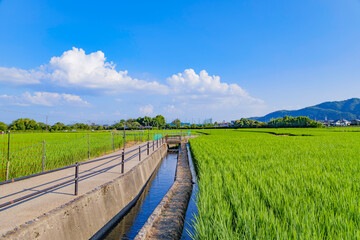 Obraz premium Lush Green Rice Fields with Mountain Landscape Under a Clear Summer Sky in Japan