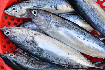 Obraz premium Fresh Whole Raw Mackerel Tuna at Vietnamese Market