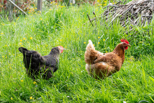 Zwei H&uuml;hner im Gras