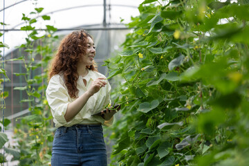 Sustainable agriculture concept. A woman inspects climbing vegetable plants while using a tablet in...