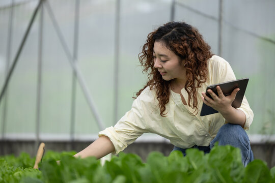 Woman using digital tablet to monitor fresh vegetables in greenhouse, showcasing smart farming, sustainable agriculture, crop management, agritech innovation, healthy food production.