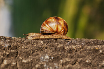 as an old snail walks © mkremin