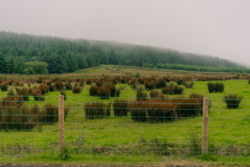 Misty rural landscape with meadow, hedgerow and coniferous forest in England, UK - 4 September 2026. © IBRESTER