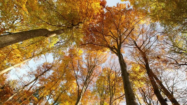 Beautiful orange canopy of deciduous trees with falling leaves on a sunny autumn day