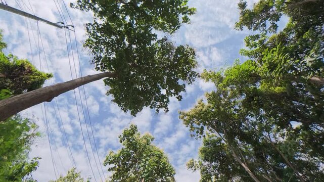 Looking up through lush tropical trees toward a blue sky with soft clouds, capturing natural foliage, sunlight and an outdoor environment in a peaceful landscape.