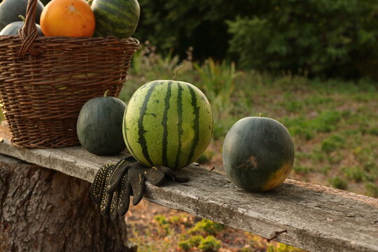 Assorted watermelon varieties on a rustic wooden bench