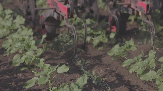 Agricultural Inter-row cultivator performing mechanical cultivation and weed control between rows of young sunflower plants in an agricultural field. slow motion ProRes 422 10 bit C-LOG video.