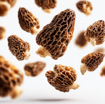 Closeup of morel mushrooms flying and isolated on white background with clipping path, concept of nature and organic food