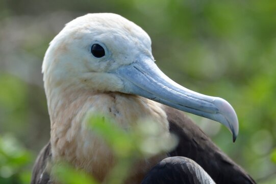 Extreme close-up portrait of a juvenile frigatebird head showing its hooked light blue bill, San Cristobal, Galapagos Islands, Ecuador