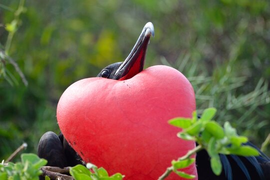 Male frigatebird pointing its beak upward with a fully inflated red gular pouch, San Cristobal, Galapagos Islands, Ecuador