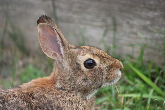 Eastern cottontail rabbit in grass
