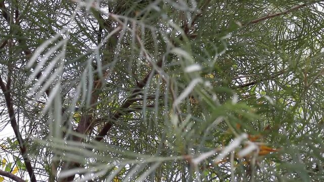 Outdoors garden surrounded by tropical plant, stock footage