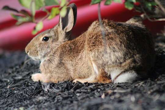 Eastern cottontail rabbit